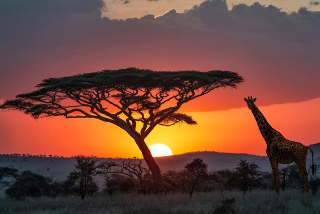 4 Days Tanzania Private Safari To Serengeti National Park and Ngorongoro Crater