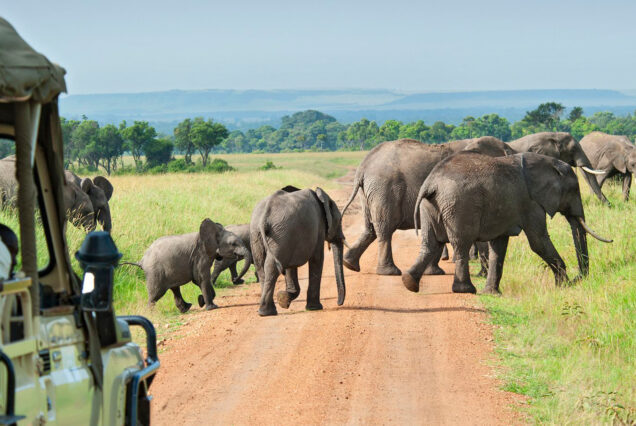 6 Days Tanzania Group Joining Safari To Tarangire, Lake Manyara, Serengeti and Ngorongoro Crater