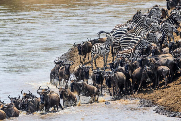 5 Days Tanzania Sharing Safari To Tarangire, Lake Manyara, Serengeti and Ngorongoro Crater