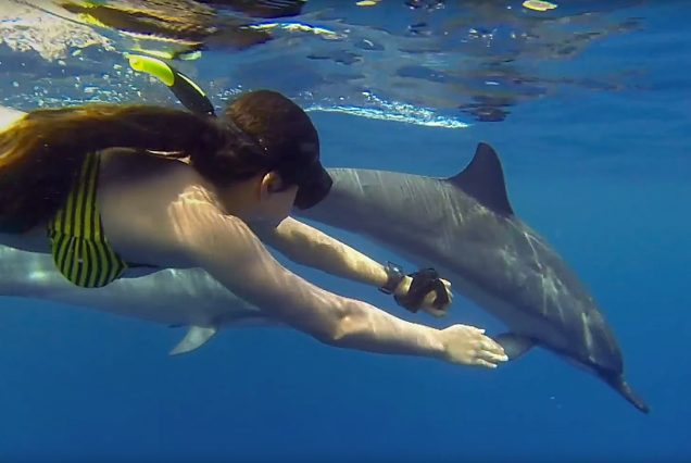 Swimming With Dolphins and Jozani Forest Reserve Wildlife Tour