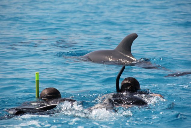 Swim With Dolphins at Kizimkazi